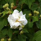 IMG_9655.JPG