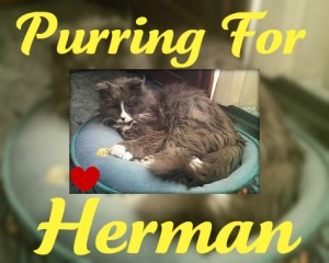 Herman-2010-04-10-300x240