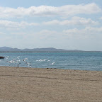 El mar, la pesca y las aves