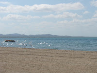El mar, la pesca y las aves MSS