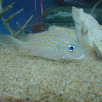 Peces del Acuario Peces del Acuario
