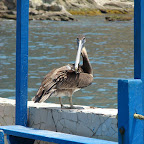 ¿Y para mi no hay pescado? ¿Y para mi no hay pescado?