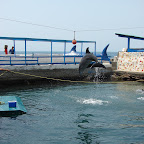 El show de los delfines El show de los delfines