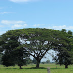 Sam&aacute;n al borde de la carretera