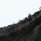 Frailejones en una ladera del parque