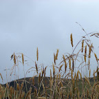 Vegetaci&oacute;n del parque