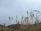 Vegetaci&oacute;n del parque
