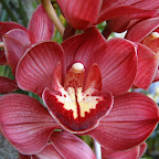 Exposición Orquídeas 2005 Exposición Orquídeas 2005
