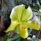 Exposición Orquídeas 2005 Exposición Orquídeas 2005