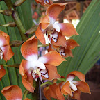 Exposición Orquídeas 2005 Exposición Orquídeas 2005