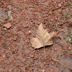 Otoño en La Plata Otoño en La Plata