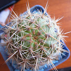 Cactus Cactus