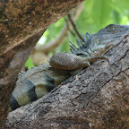 Parque de Las Iguanas Parque de Las Iguanas