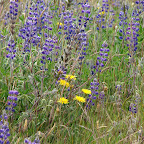 Campos floridos Campos floridos