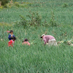 Cosechando cebolla
