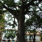 Ceiba de San Gil Ceiba de San Gil