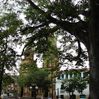 Ceiba de San Gil Ceiba de San Gil