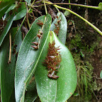 Orquídeas Orquídeas