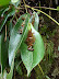 Orquídeas Orquídeas
