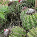 Detalle de un cactus 'cabeza de negro' Detalle de un cactus 'cabeza de negro'