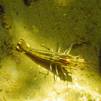 Langostino de agua dulce Langostino de agua dulce