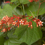 Las flores del Chocó Las flores del Chocó