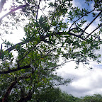 La zona de manglar del río Valle La zona de manglar del río Valle