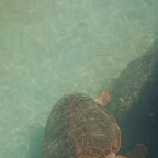 Tortuga del acuario de Isla Palma Tortuga del acuario de Isla Palma