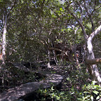 Caminos entre el manglar Caminos entre el manglar