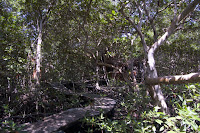 Caminos entre el manglar MSS