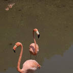 Flamingos del zoológico de Isla Palma Flamingos del zoológico de Isla Palma