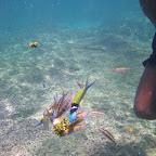 Fauna del arrecife de coral de San Bernardo Fauna del arrecife de coral de San Bernardo