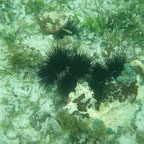 Erizos de mar Erizos de mar