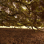 Bajo el árbol de Guacarí Bajo el árbol de Guacarí