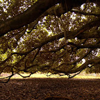 Bajo el árbol de Guacarí Bajo el árbol de Guacarí