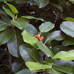 Follaje del árbol de Guacarí Follaje del árbol de Guacarí