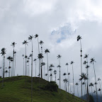 Palmas de Cera Palmas de Cera