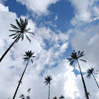 Palmas de Cera
