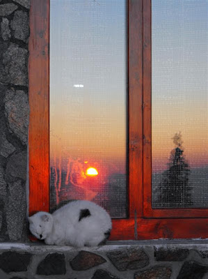Cabana Cozia. Apus de soare cu pisici