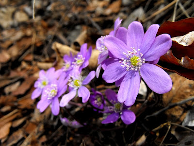 Muntii Mehedinti. Cascada Roset(Cociului).Flori de primavara. Crucea Voinicului sau Popalnic iepuresc
