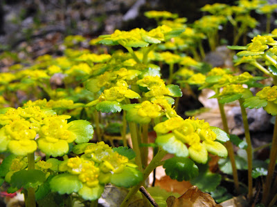 Muntii Mehedinti. Cascada Roset(Cociului). Flori de primavara