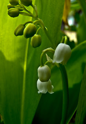 floare de margaritar sau lacramioare