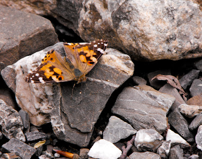 fluture si pietre - butterfly and stones