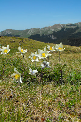 Muntii Bucegi - flori de munte