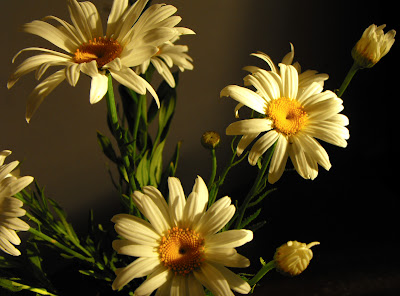 margarete - flori de camp - apus de soare