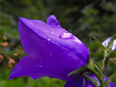 Bucegi - Cheile Zanoagei (Valea Ialomitei) Clopotel - floare de munte