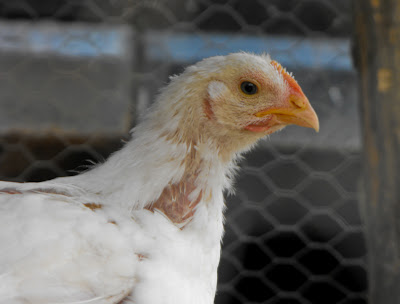 puiul de gaina. Chicken