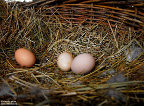 oul sau gaina. Eggs