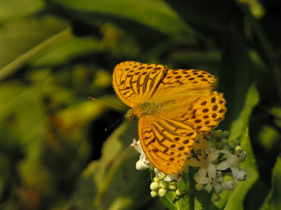 brown butterfly - fluturas maro