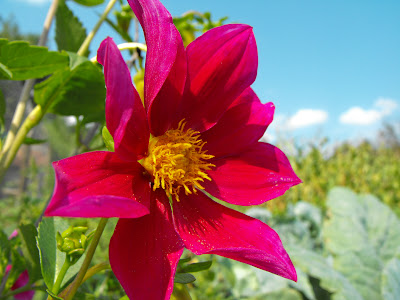 floare de gradina, dalie